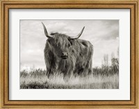Scottish Highland Cattle (BW) Fine Art Print