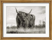 Scottish Highland Cattle (BW) Fine Art Print