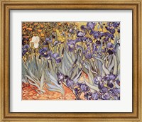 Irises in the Garden, Saint-Remy, c.1889 Fine Art Print