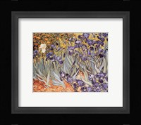 Irises in the Garden, Saint-Remy, c.1889 Fine Art Print
