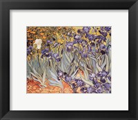 Irises in the Garden, Saint-Remy, c.1889 Fine Art Print