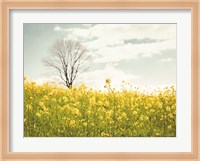 Yellow Meadow Fine Art Print