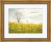 Yellow Meadow Fine Art Print