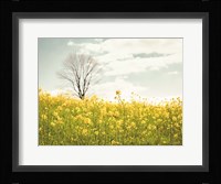 Yellow Meadow Fine Art Print