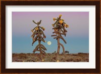 Desert Moonrise Fine Art Print