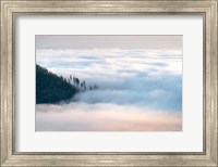 Fog and Forest III Fine Art Print