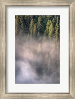 Fog and Forest II Fine Art Print