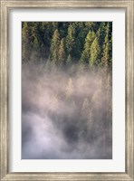 Fog and Forest II Fine Art Print
