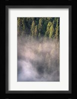Fog and Forest II Fine Art Print