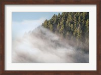 Fog and Forest I Fine Art Print