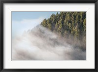 Fog and Forest I Fine Art Print