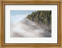 Fog and Forest I Fine Art Print