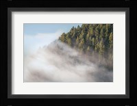 Fog and Forest I Fine Art Print