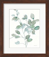 Transparent Branch Eucalyptus Fine Art Print