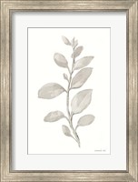 Gray Sage Leaves II on White Fine Art Print