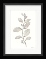 Gray Sage Leaves II on White Fine Art Print