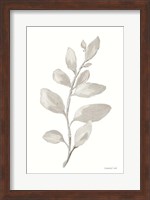 Gray Sage Leaves I on White Fine Art Print