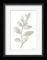 Gray Sage Leaves I on White Fine Art Print
