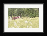 Summer Farm II Fine Art Print