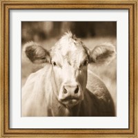 Pasture Cow Sepia Sq Fine Art Print