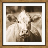 Pasture Cow Sepia Sq Fine Art Print