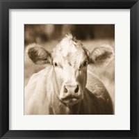 Pasture Cow Sepia Sq Fine Art Print