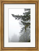 Majestic Pines II Fine Art Print