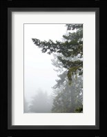 Majestic Pines II Fine Art Print