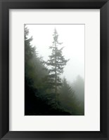 Majestic Pines I Fine Art Print