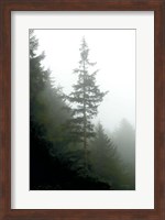 Majestic Pines I Fine Art Print