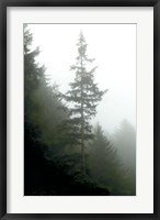 Majestic Pines I Fine Art Print