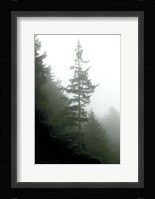 Majestic Pines I Fine Art Print