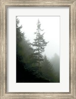 Majestic Pines I Fine Art Print