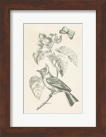 French Bird Drawing Fine Art Print
