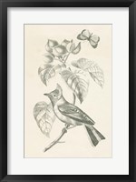 French Bird Drawing Fine Art Print