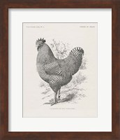 Vintage Farm Life III Fine Art Print