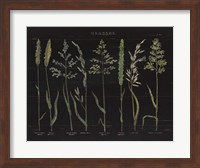 Herbal Botanical VII Black Fine Art Print