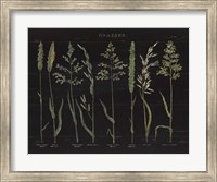 Herbal Botanical VII Black Fine Art Print