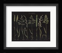 Herbal Botanical VII Black Fine Art Print