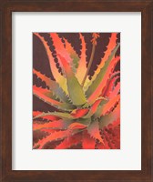 Sunset Agave Fine Art Print