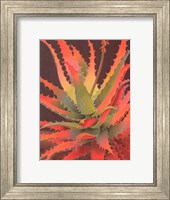 Sunset Agave Fine Art Print