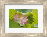 Lotus Flower Fine Art Print