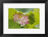 Lotus Flower Fine Art Print