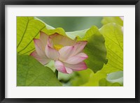 Lotus Flower Fine Art Print