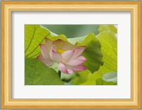 Lotus Flower Fine Art Print