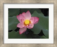 Pink Lotus In Bloom Fine Art Print