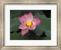 Pink Lotus In Bloom Fine Art Print