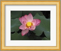 Pink Lotus In Bloom Fine Art Print