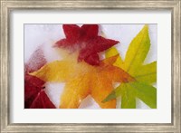 Frozen Maple Tree Leaves Fine Art Print