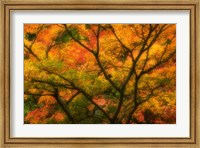 Maple Tree In Autumn Fine Art Print
